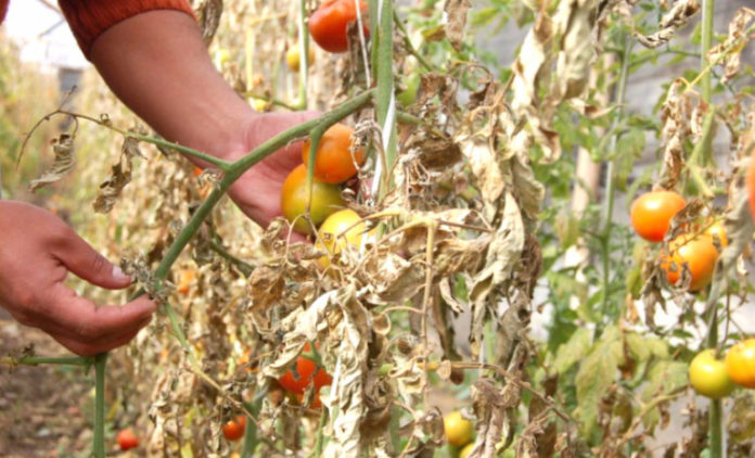 Las heladas afectan principalmente a la agricultura y se dan cuando la temperatura baja de los 0°C