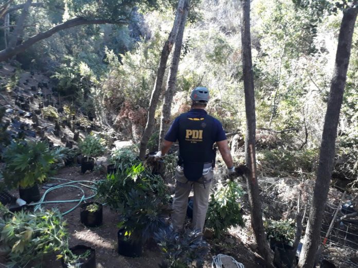 Detectives sobrevolaron el sector precordillerano, encontrando un cultivo ilegal de cannabis, con todo su equipamiento.