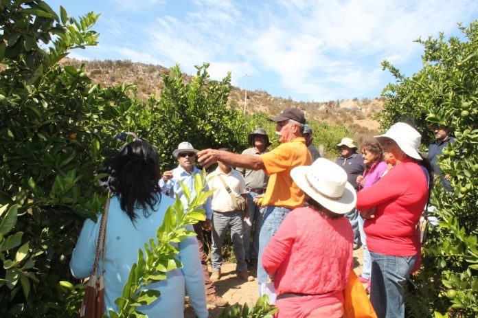 Más de 40 productores de cítricos de la comuna de Punitaqui, participan de las actividades organizadas por los GTT de INIA, en torno a adquirir los conocimientos necesarios para aplicarlos en sus sistemas productivos.