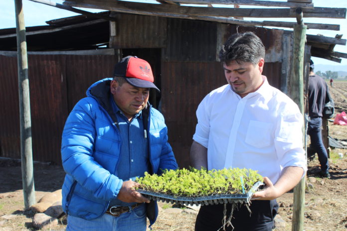 El agricultor Jorge Campos muestra al seremi de Agricultura, Rodrigo Ordenes, algunas muestras de hinojo que posteriormente deberán sembrar en el terreno.