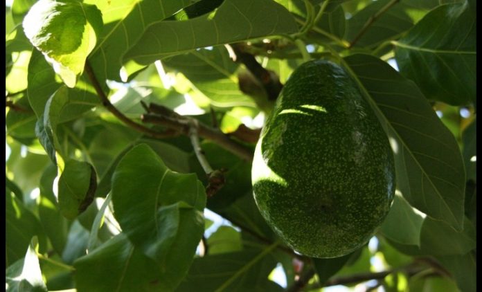 El sujeto trató de robar 82 kilos y medio de palta