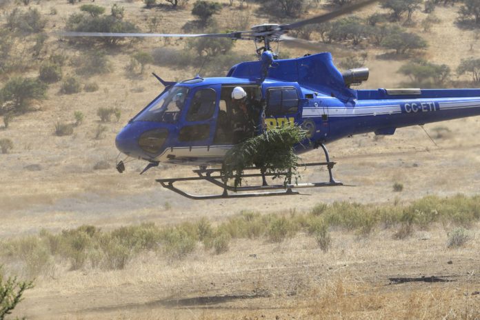 Con ayuda del helicóptero institucional, la Policía de Investigaciones logró ubicar y erradicar el cultivo de cannabis.