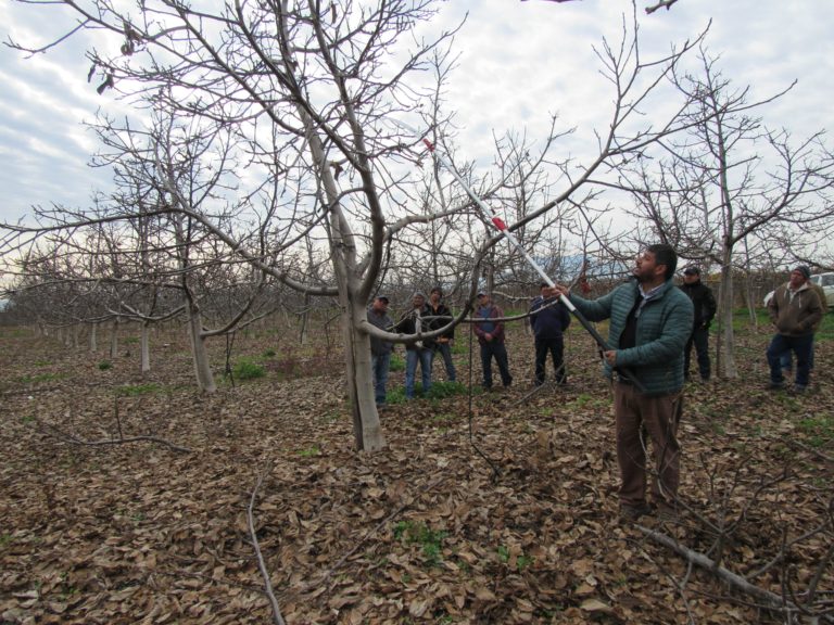 Profesionales y técnicos de los programas PADIS-PRODESAL del INDAP participaron en una jornada de campo para fortalecer sus conocimientos en torno a la producción del nogal en la provincia y traspasar dichos conocimientos a los productores con posterioridad.