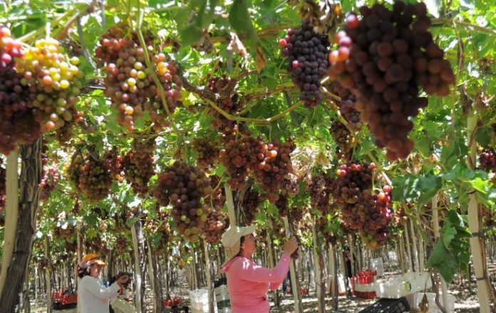 Trabajadores se verán afectados en la temporada estival por la crisis de la uva Flame