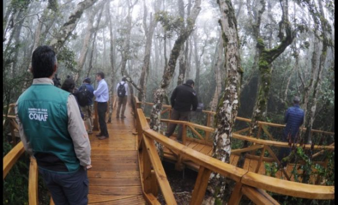 Un nuevo tipo de administración en donde las comunidades y los entes públicos estén asociados en una suerte de alianza para gestionar el Parque Nacional Fray Jorge, es la propuesta que presentó la municipalidad de Ovalle, a través de su alcalde, Claudio Rentería. (FOTO: EL DIA)