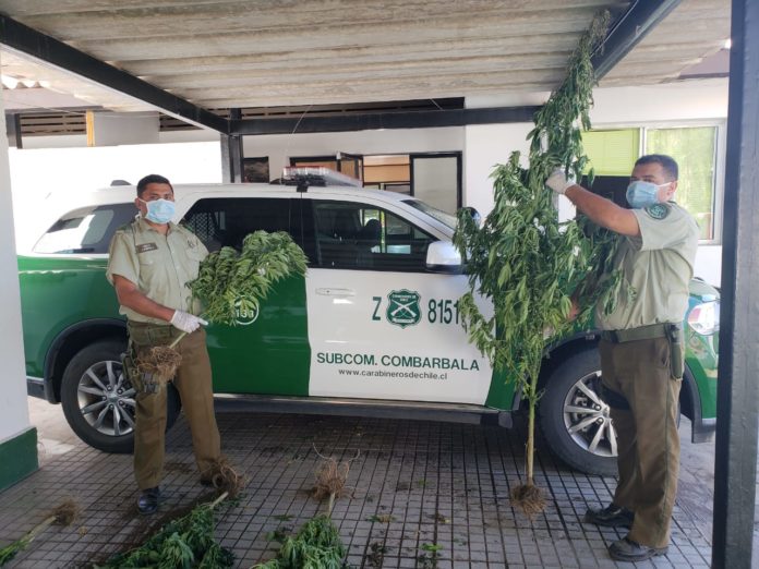 Algunas plantas medían más de dos metros de altura