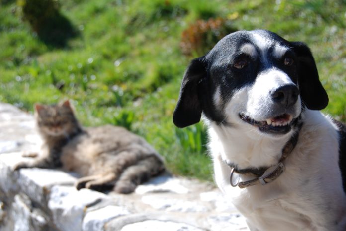 Las mascotas sufren con las altas temperaturas.