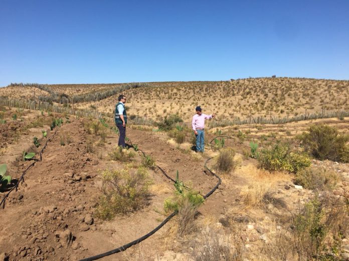 El Programa de Recuperación de Suelos Degradados ejecutado por el SAG, beneficia especialmente a pequeños productores de la zona del secano, área fuertemente afectada por el proceso de desertificación. (FOTO: CEDIDA)