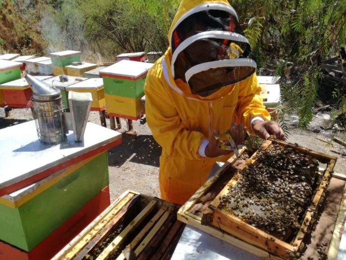 secundaria_abejas