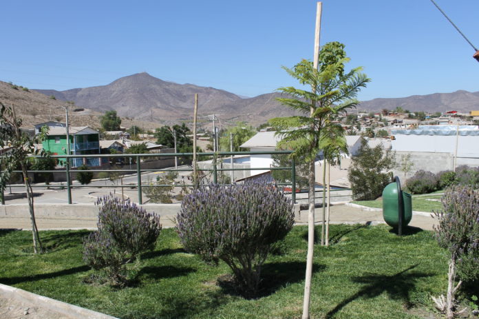 Seis mil metros cuadrados de pasto y árboles nativos se han plantado en los espacios, que además son mantenidos por personal estable.