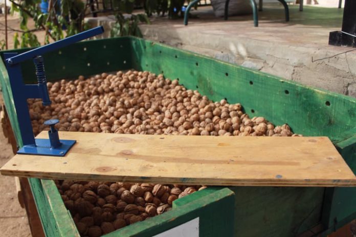 La nuez fue la protagonista este sábado en la localidad montepatrina de Los Clonquis. Crédito: Cedida