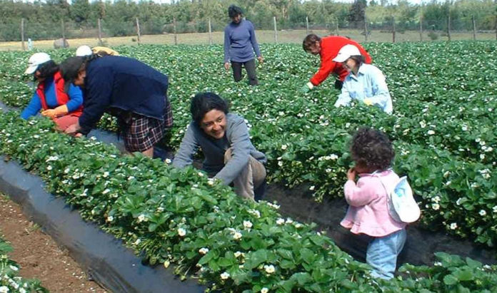 Dirigentas campesinas lamentaron que en estas instancias se excluya a aquellas mujeres que no son beneficiarias de los programas de Estado, más concretamente, de INDAP.