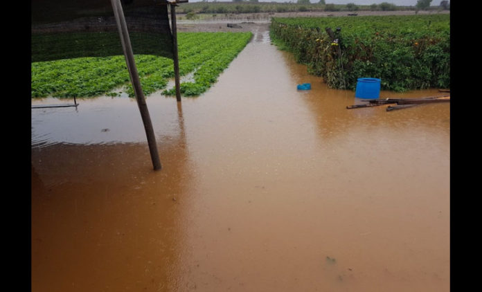 Se espera que hacia el año 2030, el fenómeno de El Niño afectará con mayor frecuencia el norte del país, lo que implicaría mayor precipitación y eventos meteorológicos más extremos, lo que afectaría al sector agrícola.