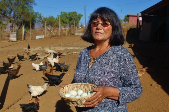 La comunera ovallina Medeli Rivera cuenta con un total de 80 ejemplares de gallina mapuche en su predio ubicado en Higueritas Unidas. (FOTO: CEDIDA)