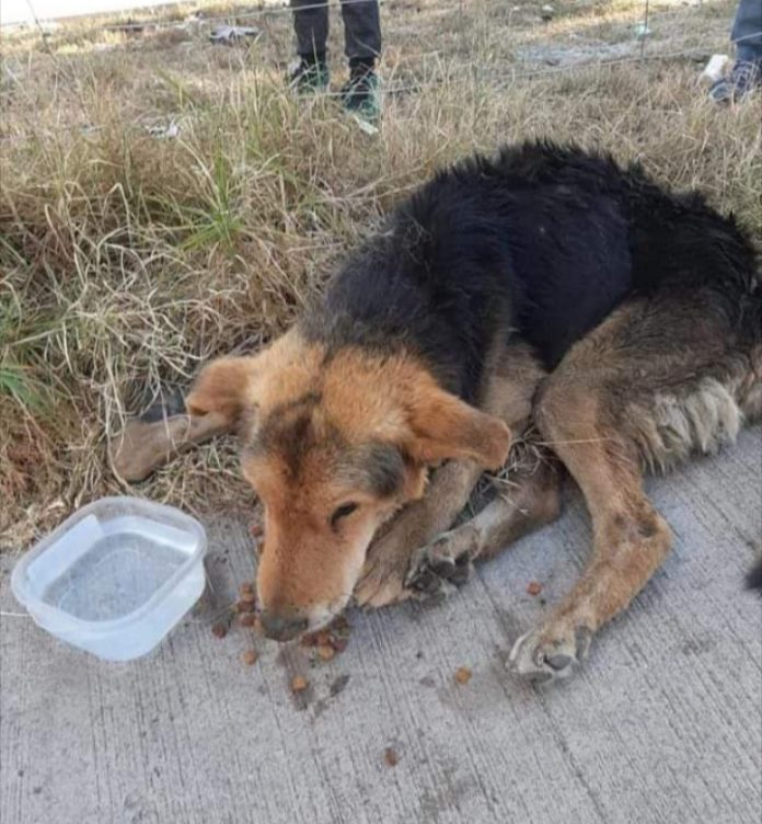 Por más de 20 años “Tatita” había sido la mascota de una familia en Ovalle.