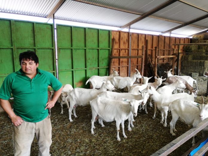 Josué Torres es uno de los pequeños productores quien, junto con Danitza Bugueño, ha instalado una parcela demostrativa sustentable abierta a los visitantes. (FOTO: CEDIDA)