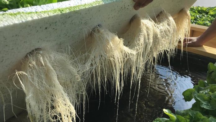 La agricultura hidropónica bajo invernadero es una excelente alternativa para poner en práctica en aquellos lugares donde la actividad agrícola se hace difícil o es imposible. (FOTO: CEDIDA)