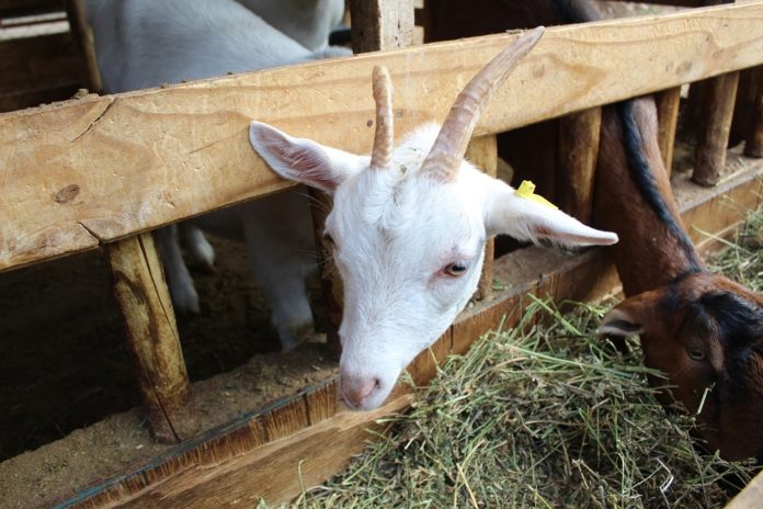 Comenzaron a incorporar cabras saanen, raza original de Suiza, para tenerlas tabuladas y lograr un máximo rendimiento de queso y leche.