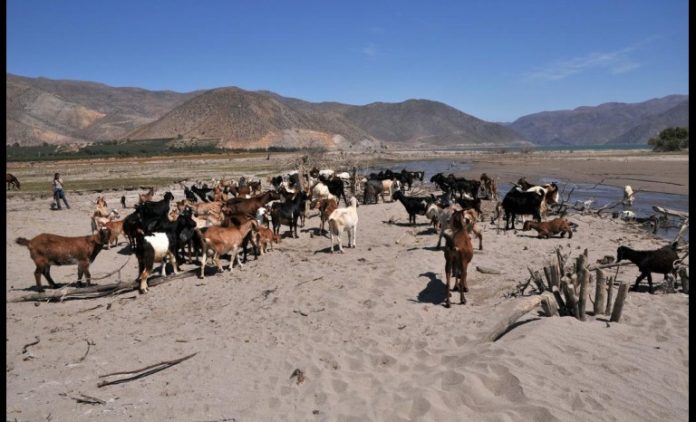 El sector de los crianceros es uno de los más afectados por la escasez hídrica debido a la falta de forraje.