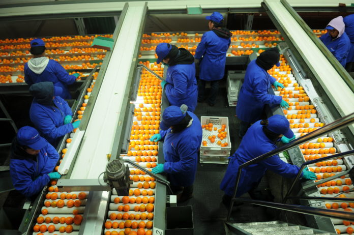 La mandarina se ubica hoy entre los cultivos más rentables para el sector agrícola a nivel nacional.