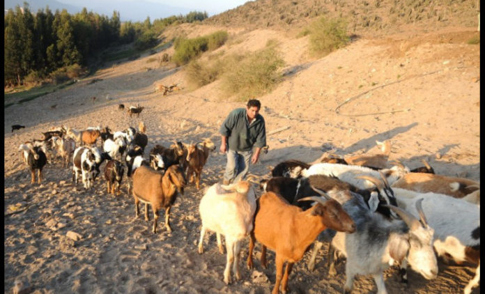 Los alcaldes de las comunas afectadas por la sequía proyectan una temporada difícil de no mediar pronta ayuda a los agricultores afectados por la escasez hídrica.