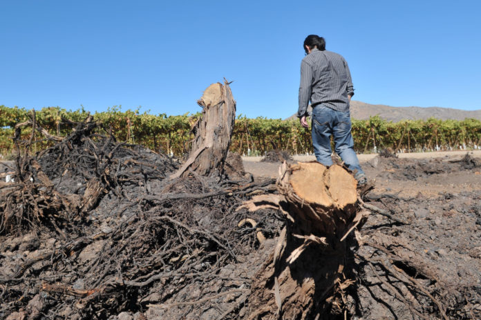 En la región se espera que el ministerio de Agricultura de curso al decreto que la declara como Zona de Emergencia Agrícola.