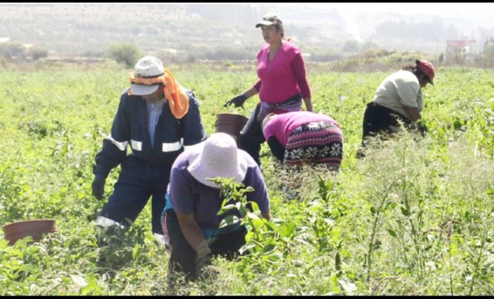 La pequeña agricultura, fuertemente afectada por la sequía y las heladas, fue el sector más favorecido con la entrega de insumos por parte de INDAP.