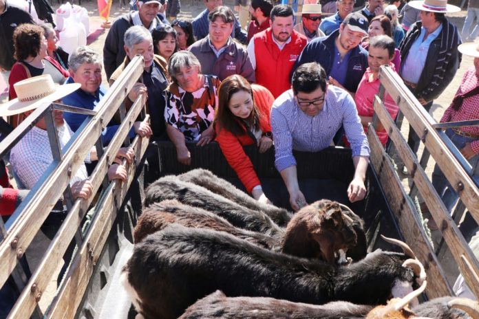 p5_crianceros_de_monte_patria_reciben_alimentacion_animales