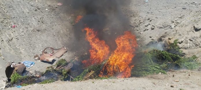 Las plantas son decomisadas y destruidas