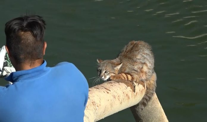 El jueves 6 de febrero un gato colocolo fue rescatado desde un estaque de riego en la localidad de El Tome.