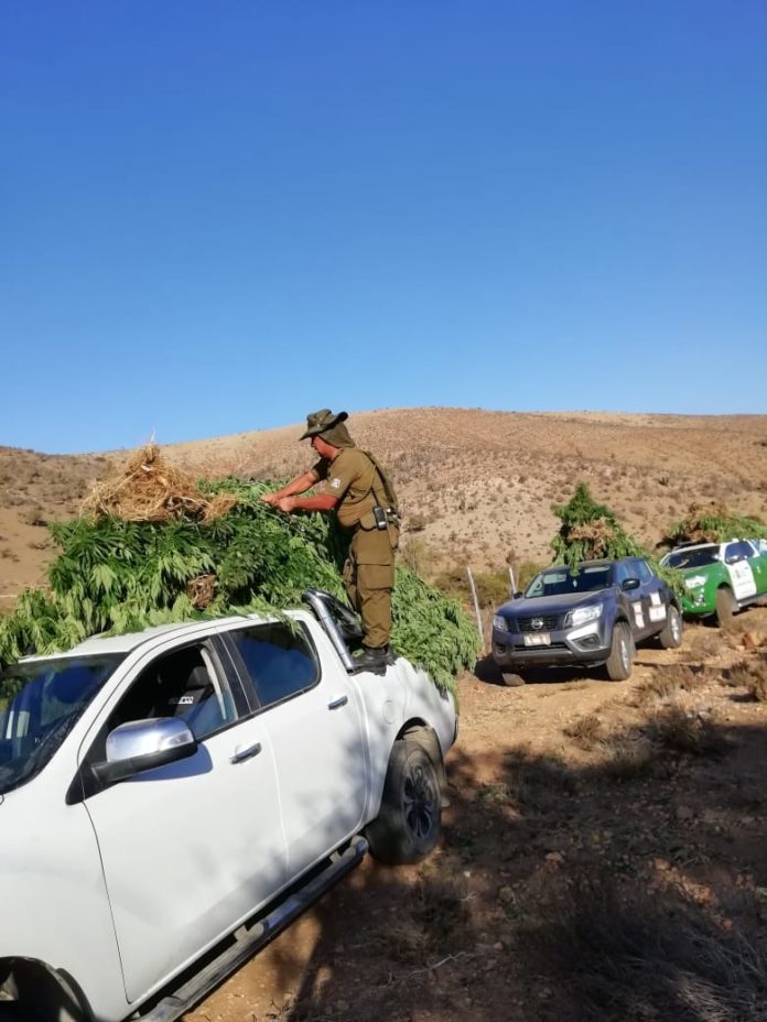 En lo que va del año más de 2 mil plantas han sido halladas en Punitaqui, gracias a denuncias