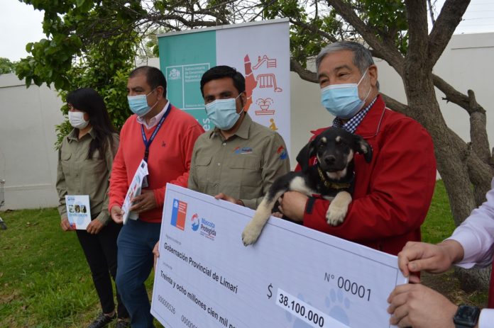 p4_mascotas_y_esterilizacion