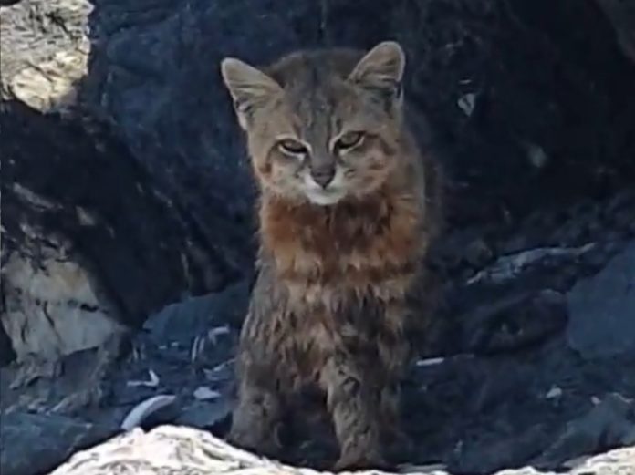 El gato colo colo habita la zona norte y centro de Chile.