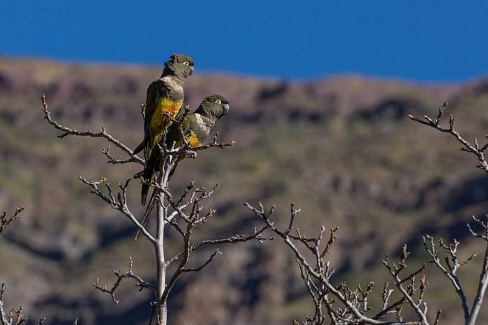 El loro tricahue es una especie en peligro de extinción, y su caza está prohibida.