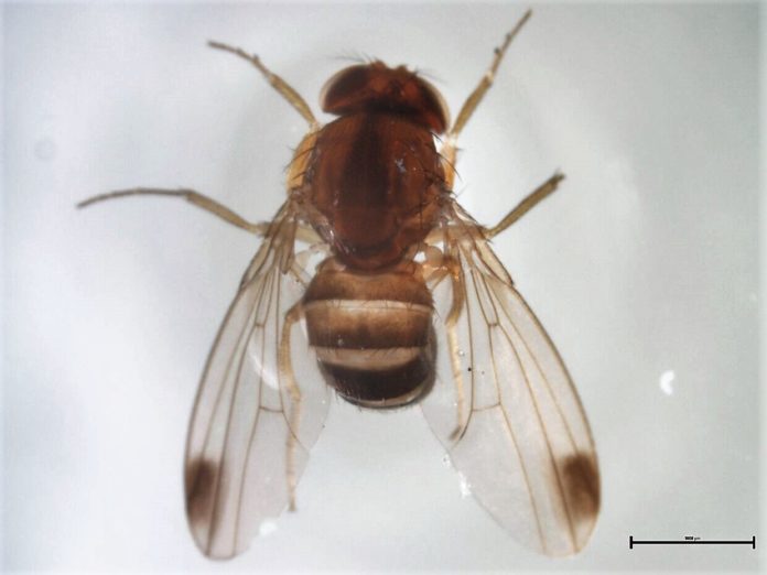 El nombre de la especie se debe a dos manchas oscuras en las alas de los machos.