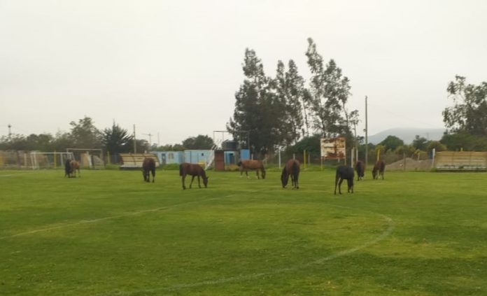 p6_caballos_en_campos_deportivos