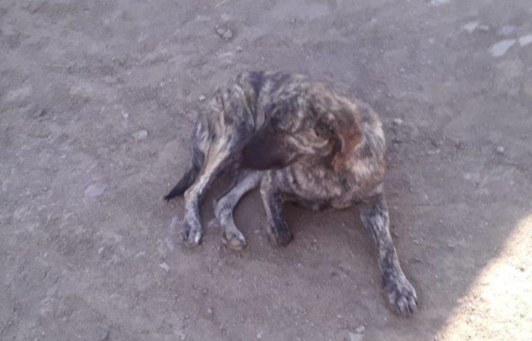 El único perro sobreviviente de Marlene Bugueño, tras la matanza a las otras mascotas del sector.