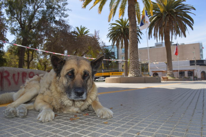 p3_escaso_acceso_a_esterilizacion_de_mascotas