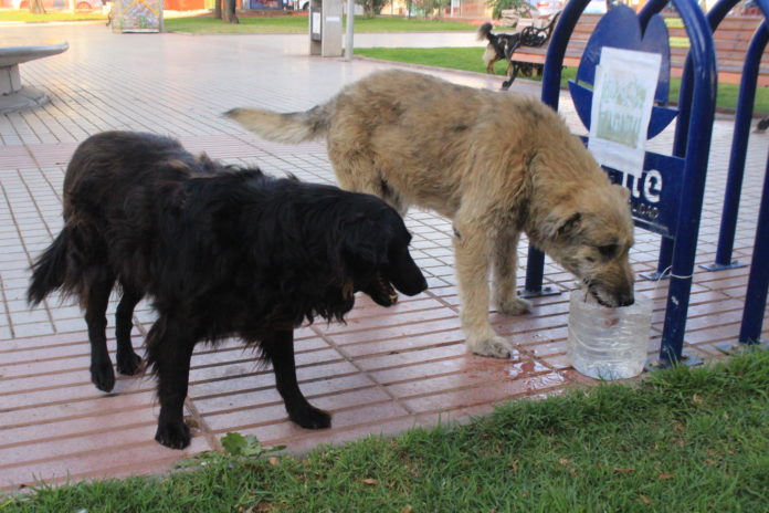 El abandono de perros es otra forma de maltrato animal (Foto referencial).