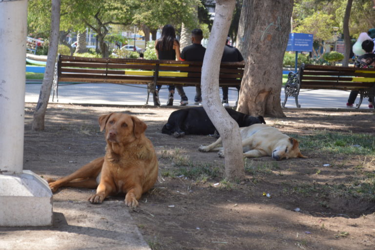 p4_denuncia_perros_que_muerden_secundaria