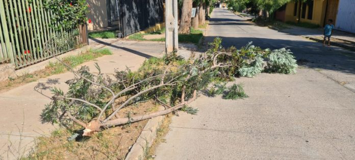 p2_secundaria_reclamo_por_arbol_en_poblacion_atenas