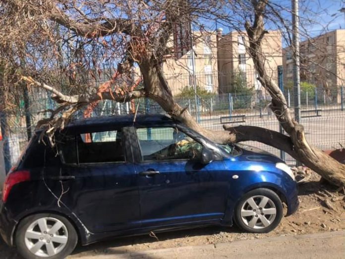 p4_arbol_sobre_auto_cabecera