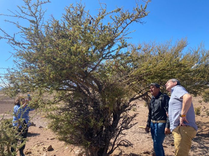 En la comunidad agrícola de la Colorada de Aguilera y Sarmiento evalúan la poda sanitaria a las especies nativas.