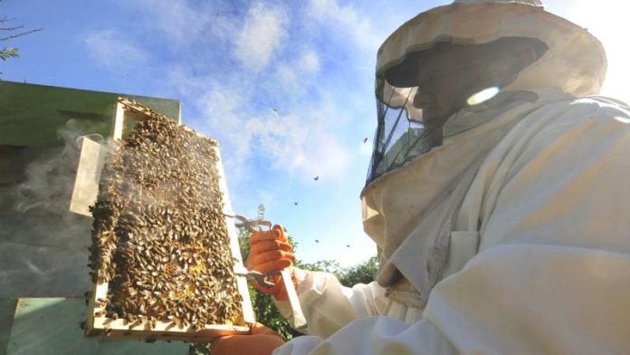 p5_muerte_masiva_de_abejas_en_la_region_pondria_en_riesgo_industria_agroalimentaria_del_pais