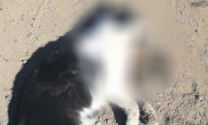 El maltrato animal continúa en Ovalle. Durante esta semana han envenenado gatos en Villa Los Naranjo.